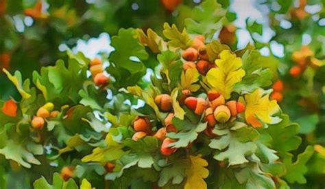 The united states has 90 oak species. Acorns are the fruits of the oak tree | Oak tree, Tree, Fruit