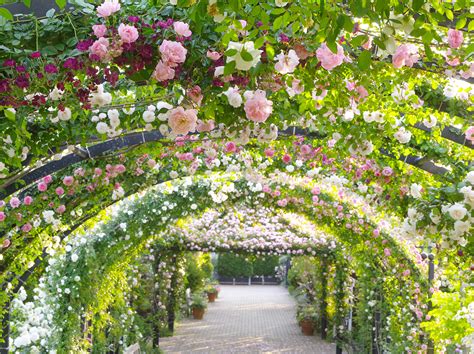 横浜イングリッシュガーデンがバラの世界機関「世界バラ会連合」で「優秀庭園賞」を受賞しました!