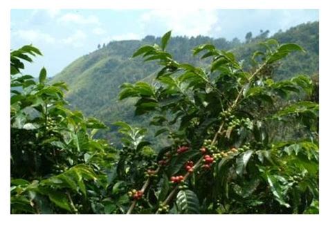 Blue mountain gold blue mountain ground coffee, 10 oz. Jamaica Blue Mountain Coffee - Why Does it Taste So Good ...