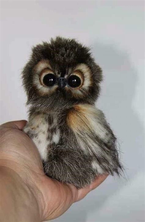 Image Result For Cutest Animal In The World 2018 Owl Pictures Baby