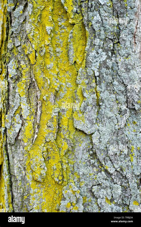 Moss On Bark Texture Hi Res Stock Photography And Images Alamy