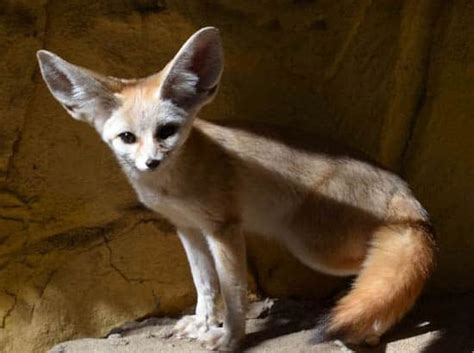 Each part of the tutorial can. How to draw a Fennec Fox step by step - Easy Animals 2 Draw