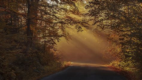 Road Between Fall Fog Forest With Sunbeam 4k Hd Nature Wallpapers Hd Wallpapers Id 53584