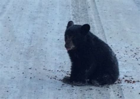Orphaned Black Bear Cub Found In Freezing Cold Temperatures Cottage Life