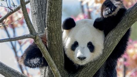 Adelaide Zoo Prepares For Giant Panda Breeding Window To Open The