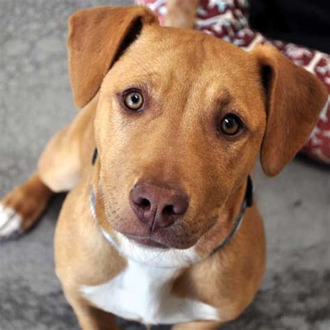 Not all of the shelters listed on petfinder.com are no kill shelters, so make sure that you ask them, and/or check our houston kill shelters link. 652 best SW States ~ Pets in Rescue - No Kill Shelters ...