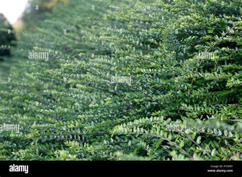 Privet Hedge Hi Res Stock Photography And Images Alamy
