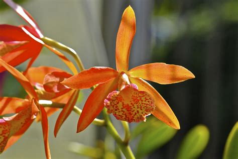 Orange Cymbidium Orchid Camera Nikon D90 Lens Sigma 105m… Flickr