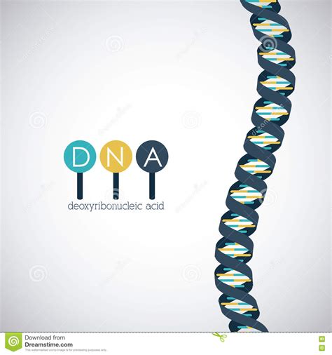 The Structure Of The Chromosome X Infographics Vector Illustration On