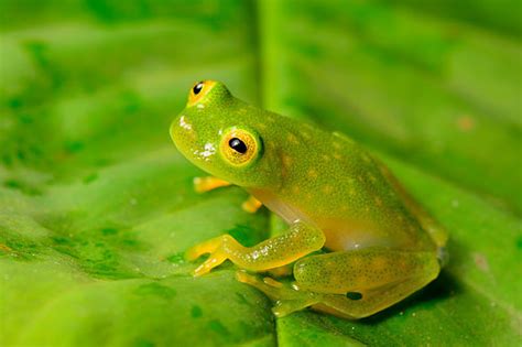 Northern Glass Frog Facts and Pictures