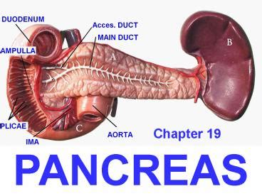 PPT Anatomy Of The Duodenum Pancreas And Spleen PowerPoint