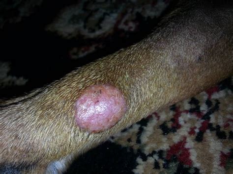 Round Raised Area On Inside Leg Page 8 Boxer Forum Boxer Breed