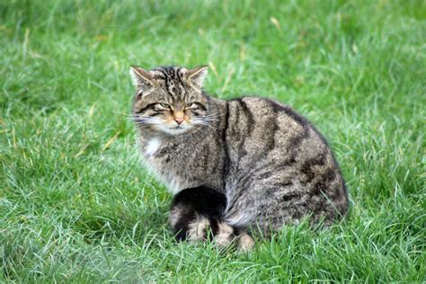 Scottish Wildcat Zoochat