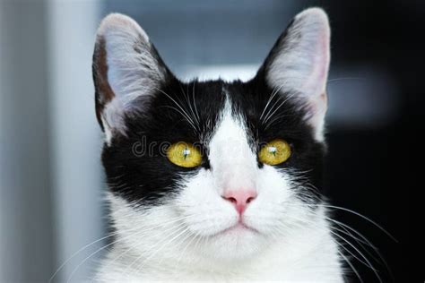 A Cute CatÂ´s Happy Face Stock Photo Image Of Snout 104841564
