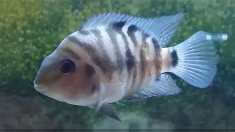 How Do You Tell The Sex Of A Cichlid