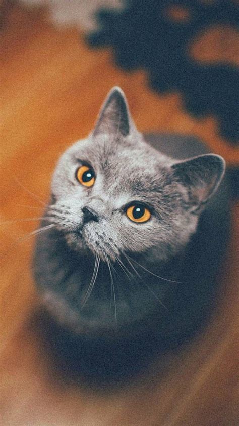 Download Cat Wallpaper By Spyquake 54 Free On Zedge Now Browse