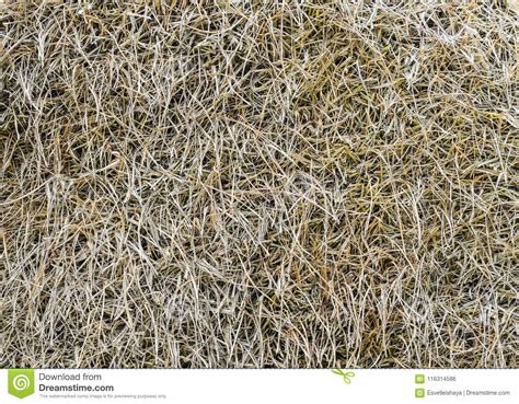 Hay Background Close Up Old Hay Texture Dry Grass Natural Background