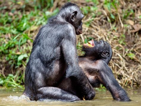 Bonobo mating like humans funny animals mating compilation funny bonobo ape matinggorilla mating and breeding at zoo! 20 Most Sexually Active Animals In The World - Insider Monkey