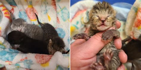 Warmth First Rescuers Lifesaving Tip Caring For Newborn Kittens