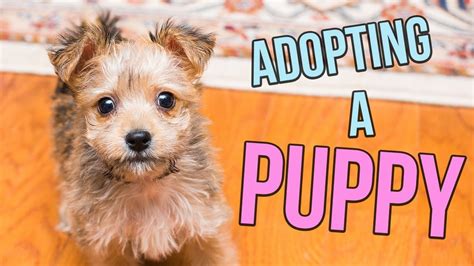 How Do I Adopt A Puppy