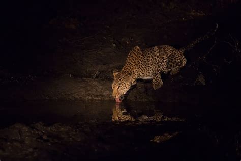These 17 Photos Show Nocturnal Animals In Action