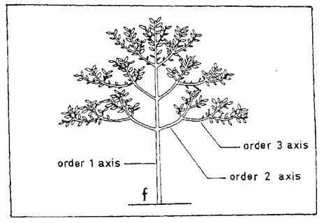 The Concept Of Branching Order Download Scientific Diagram