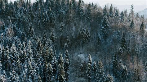 Download Pine Trees Winter Nature Forest Wallpaper 1920x1080 Full