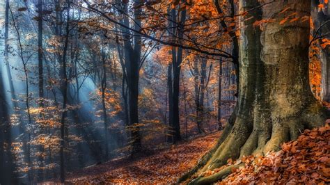Orange Leafed Trees Covered Forest And Fallen Dry Leaves Hd Orange