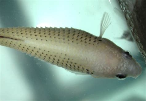 Rings on every scale can tell us about a fish's age. Betta Fish Disease: Dropsy ~ Nice Betta