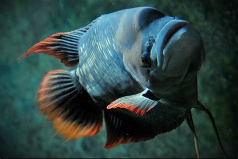 Ikan Hias Yang Kuat Hidup Dan Mudah Dipelihara Ikanesia