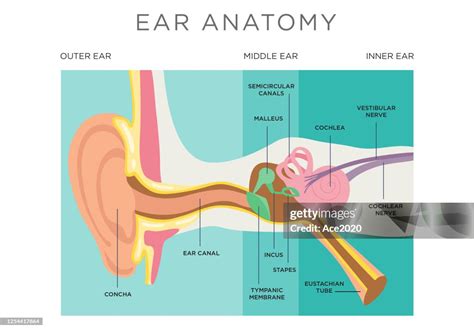 Human Ear Anatomy High Res Vector Graphic Getty Images