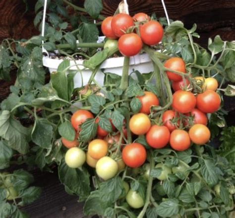 Cherry Falls Tomato Seeds Organic Tims Tomatoes