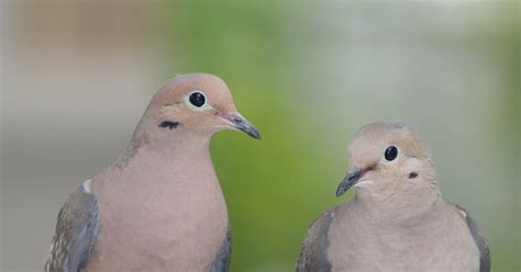Birding In Michigan Mourning Dove Couple