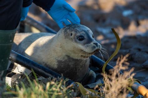 Six Seals Released Back Into The Wild Bournemouth Echo