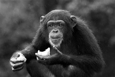 It is still the dark continent in many ways. Chimp having a snack. Tacugama Reserve, Sierra Leone, West ...