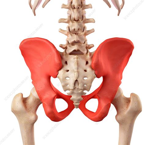 Human Hip Bones Stock Image F0162503 Science Photo Library