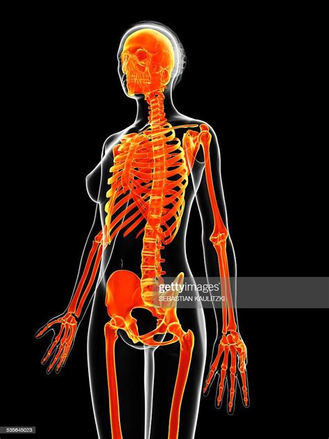 Human Skeletal System Illustration High Res Vector Graphic Getty Images