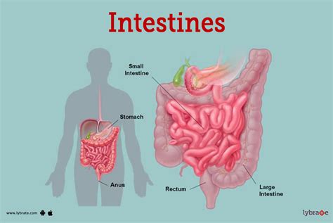 Large Intestine Parts In Order My Bios