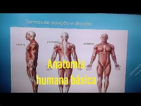 Anatomia humana básica introdução YouTube