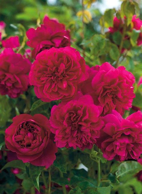 The casket was made in france in 1180 and is about 30 cm high and 30 cm wide. Thomas A Beckett Rose | Hybrid tea roses, David austin ...