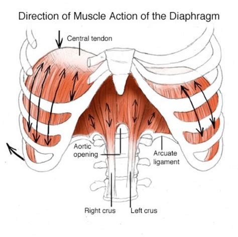 Direction Of Muscle Action Of The Thoracic Diaphragm Yoga Anatomy