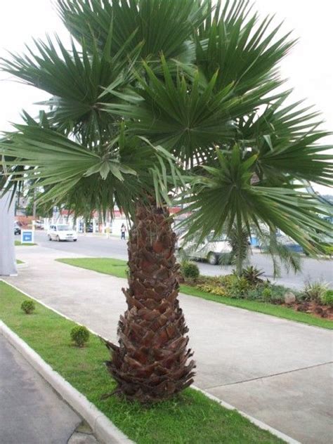 Palmeira Washingtonia Tipos De Palmeiras Paisagismo Tropical