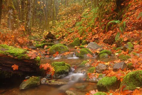 1420230 4k South Eifel Germany Stones Autumn Stream Moss Rare