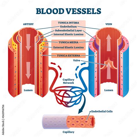 Blood Vessels With Artery And Vein Internal Structure Vector