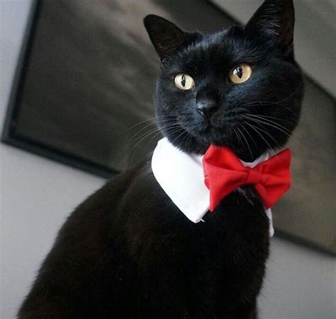 Pin De Michele Mckenzie Bobbitt En ~handsome Tuxedo Cats Gatos