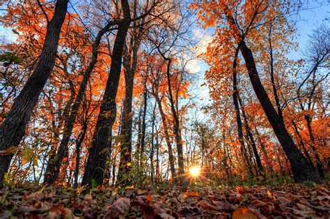 Forests Sunrises And Sunsets Autumn Trees Rays Of Light Nature