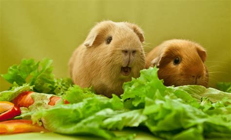 L'alimentation du cochon d'inde : quels fruits et légumes
