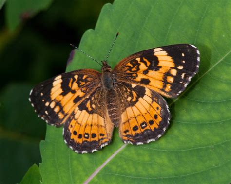 Brown And Orange Butterfly 6790 Crescentcheckerspot Speci Flickr