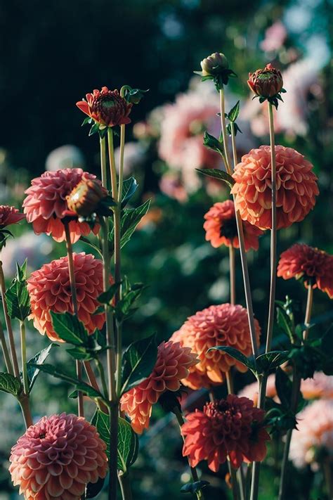 Gartenblumen kletterpflanzen schnittblumen laub garten pflanzen garten ideen pflanzen. Schnittblumen im Garten anbauen | Schnittblumen, Garten ...