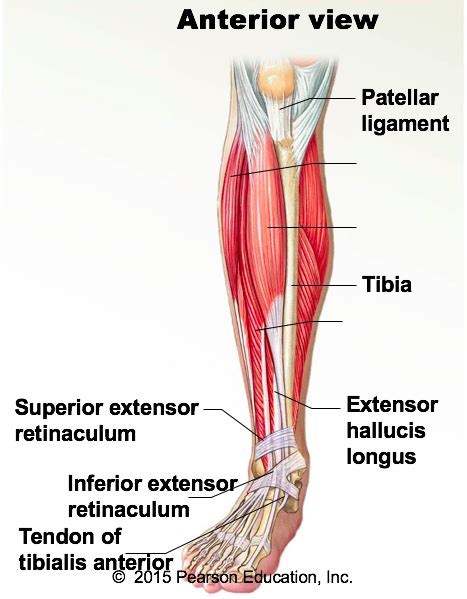 Extrinsic Muscles The Move The Foot And Toes Anterior View Diagram